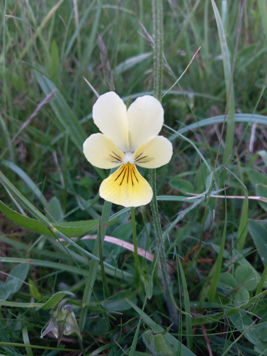 A lovely mountain pansy to start our morning walk up in the Peak District #Wildflower #TwitterNaturePhotography #TwitterNatureCommunity
