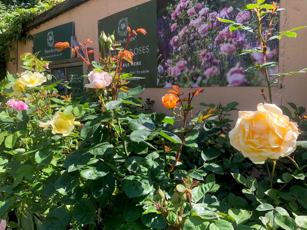 Our radiant #roses are beginning to bloom and are really coming into their own including  #englishroses from #davidaustin 
#gardencentre #since1983 #socialenterprise #camdentown #northlondongardeners #gardenlovers #trainingandemploymentopportunities