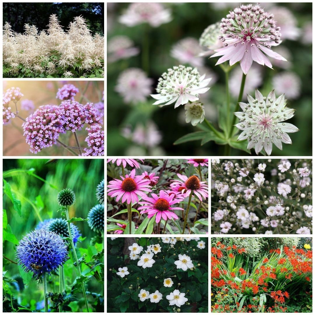 Vaste_Tuinplant's tweet photo. #Tuinieren was nog nooit zo eenvoudig! Ontdek het gemak en de schoonheid van onze borderpakketten. Elke #borderpakket is zorgvuldig samengesteld om een harmonieuze en oogstrelende #border te creรซren.
Ervaar hoe makkelijk en mooi tuinieren kan zijn https://t.co/PawAMi3424 https://t.co/irb9bwzGAi