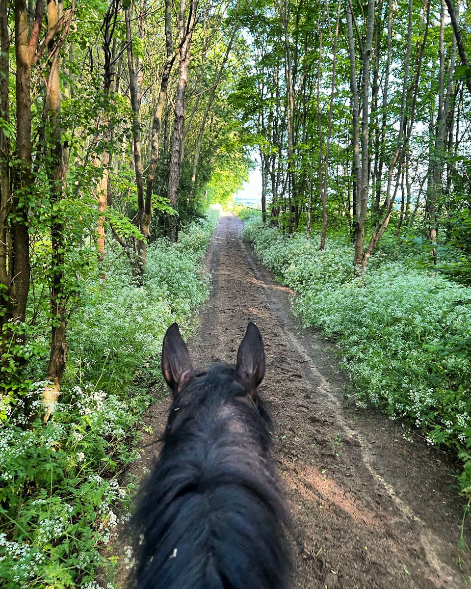 Beautiful cow parsley-lined Saturday mornings through the ears of Prince Escalus. 📷 @Jade_Aspell