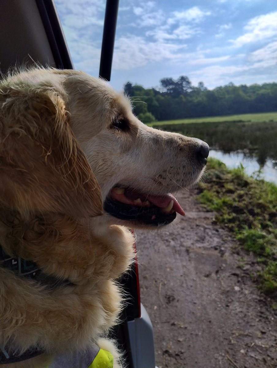 kitteridge_lisa's tweet image. Today&apos;s dog watching turned into 🐶&amp;amp;🐮 watching as they&apos;ve brought the cows to the park for the summer.

Luca did amazingly. Watched calmly, sniffed the air intensely. 6 months ago he&apos;d have been going crazy.

It&apos;s slow, but it&apos;s happening #progress

#reactivity
#slowlybutsurely