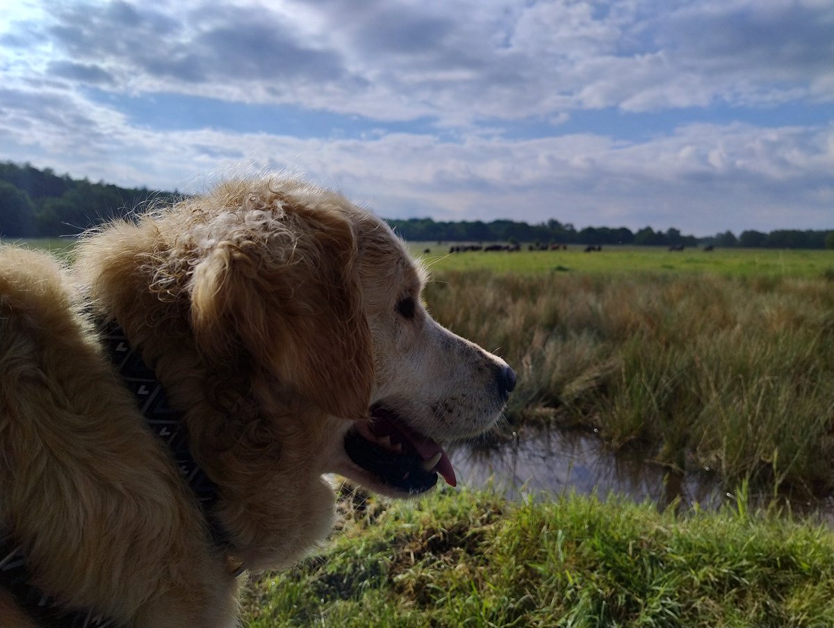 kitteridge_lisa's tweet image. Today&apos;s dog watching turned into 🐶&amp;amp;🐮 watching as they&apos;ve brought the cows to the park for the summer.

Luca did amazingly. Watched calmly, sniffed the air intensely. 6 months ago he&apos;d have been going crazy.

It&apos;s slow, but it&apos;s happening #progress

#reactivity
#slowlybutsurely