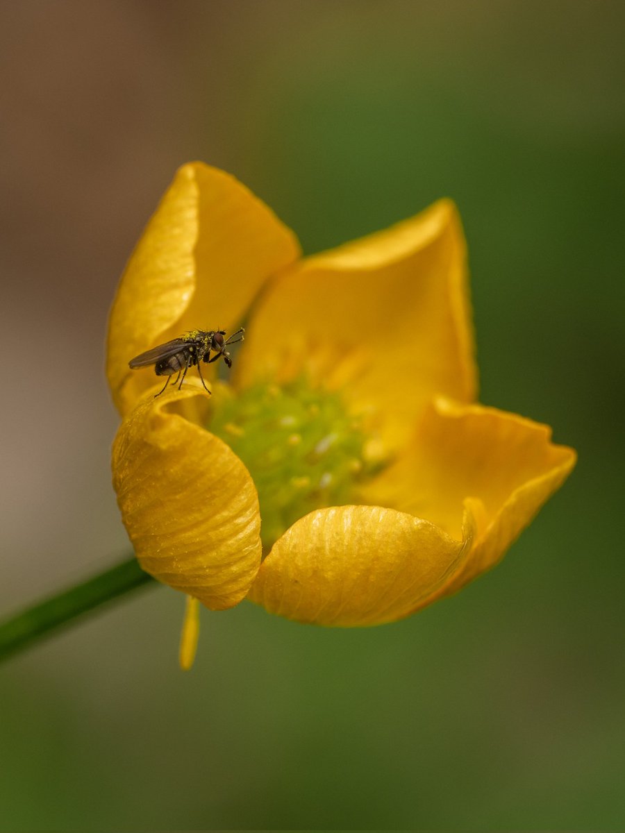 On the edge of a buttercup #Togtweeter #ThePhotoHour #snapyourworld #insects #flies #NaturePhotography #flowers #plants