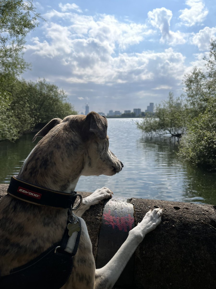 Early morning walk around Edgbaston reservoir. A beautiful place that is a stone’s throw from Birmingham City Centre #lurcherlife