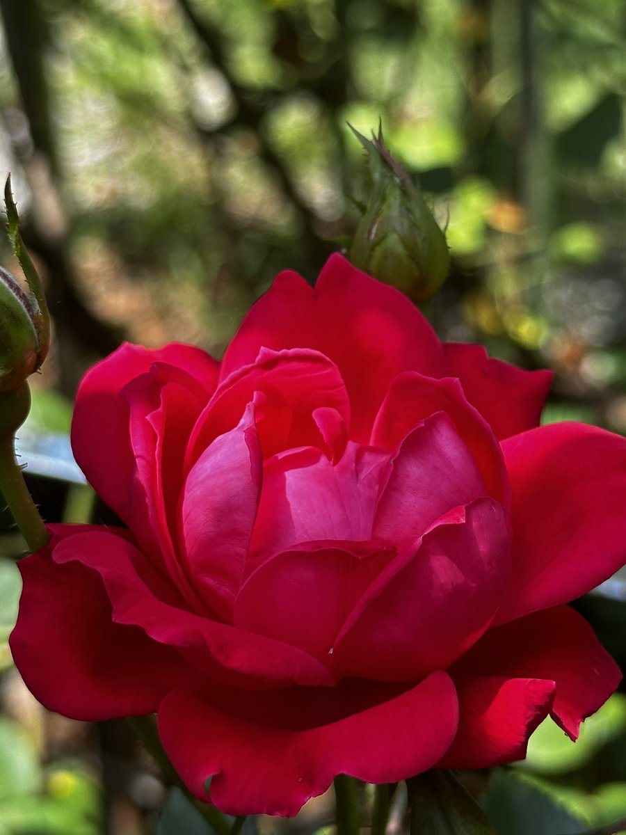 Happy Saturday and please have a safe memorial weekend. #MemorialWeekend #GardeningX #FlowersOnX #RosesOnX