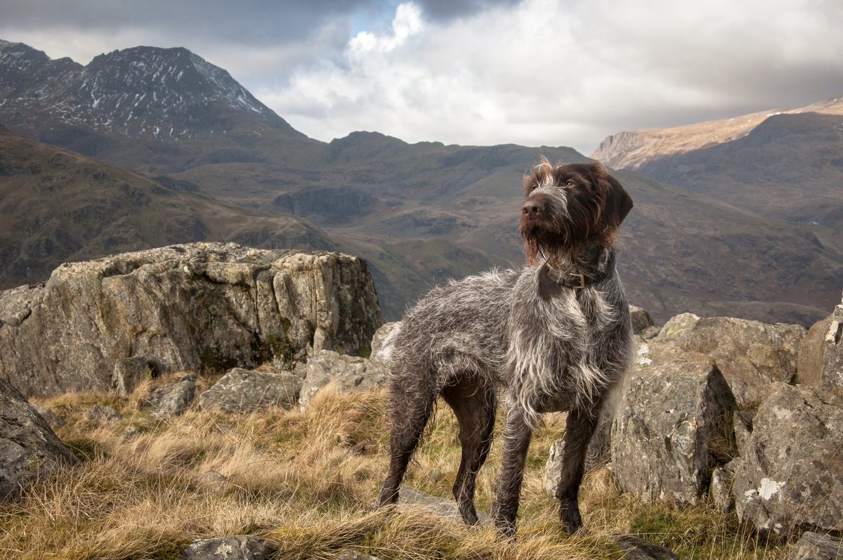 Lola…..from a few years ago near yr Wyddfa. #snowdonia