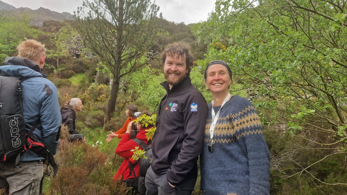 In a triumph for botanists, a rare mountain plant is being reintroduced to Eryri after 62 years, thanks to tireless work by @Love_plants @NatResWales @nationaltrust - our professor of conservation science @juliapgjones had the privilege of being there when it happened.