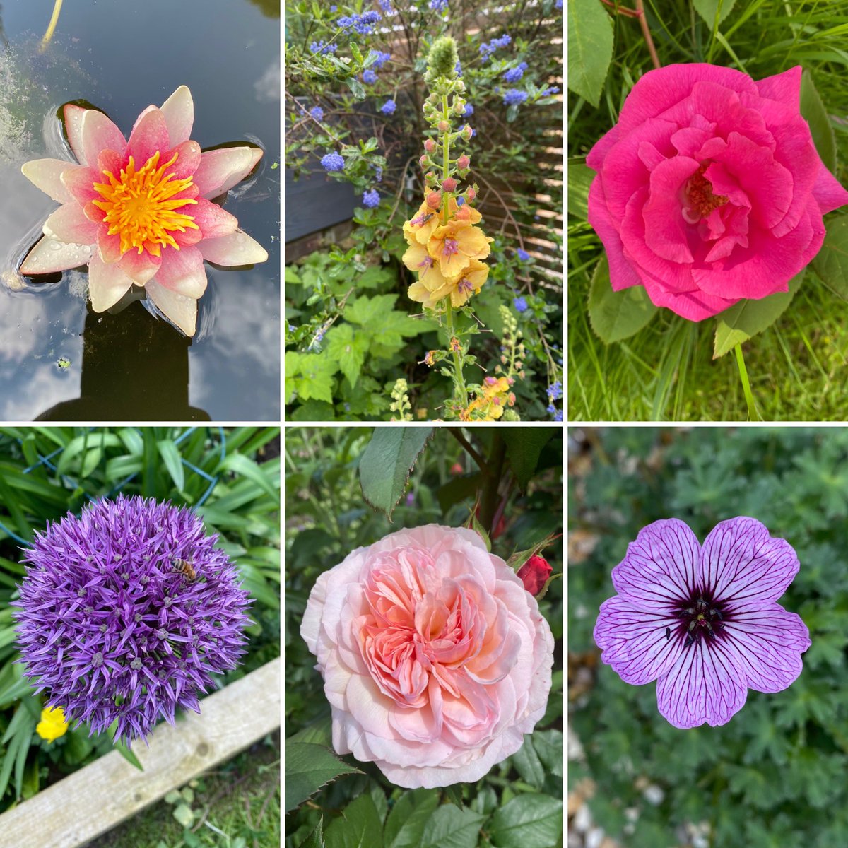 #sixonsaturday #waterlily #roses #verbascum #allium #geranium