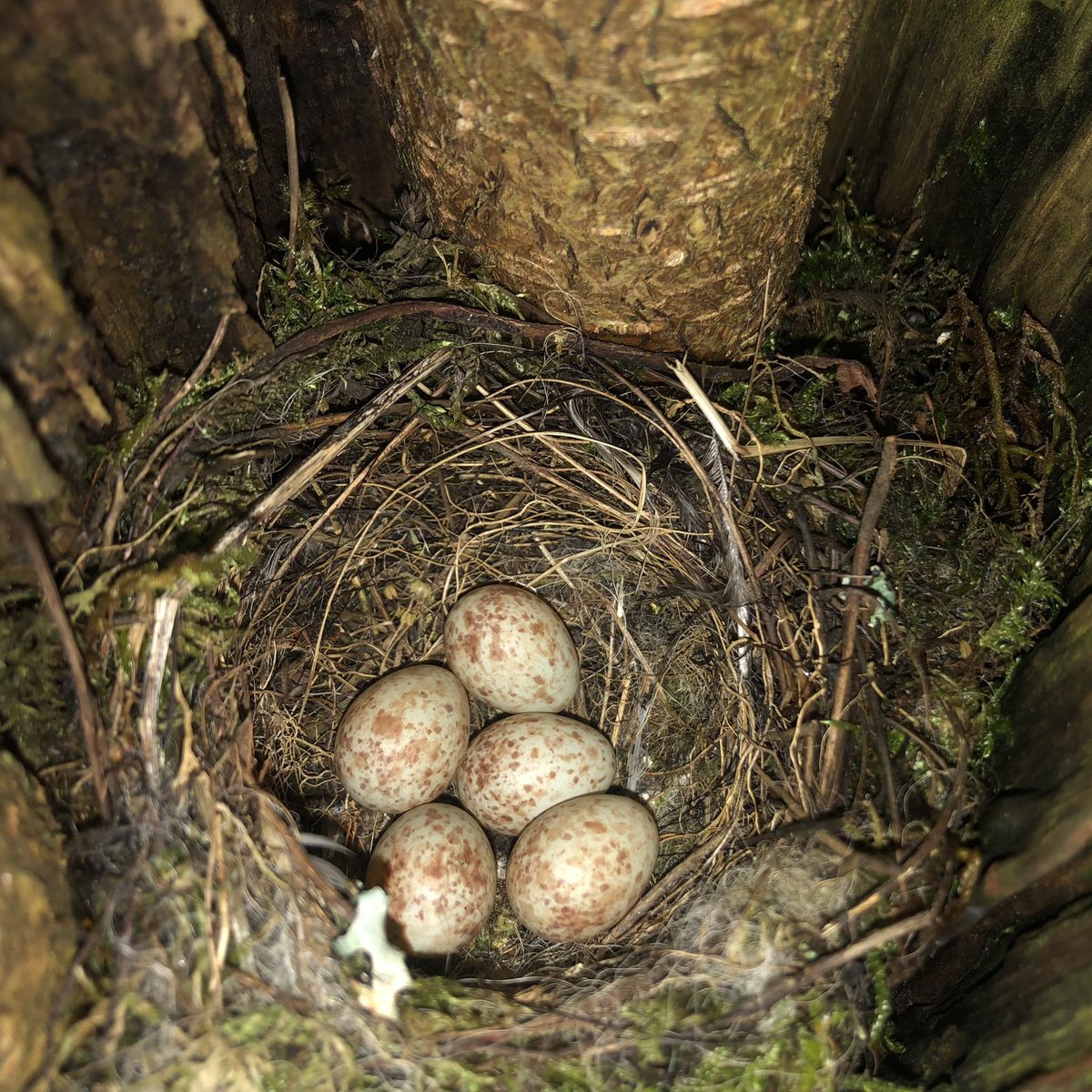 Dr Cherry Picker tweet media