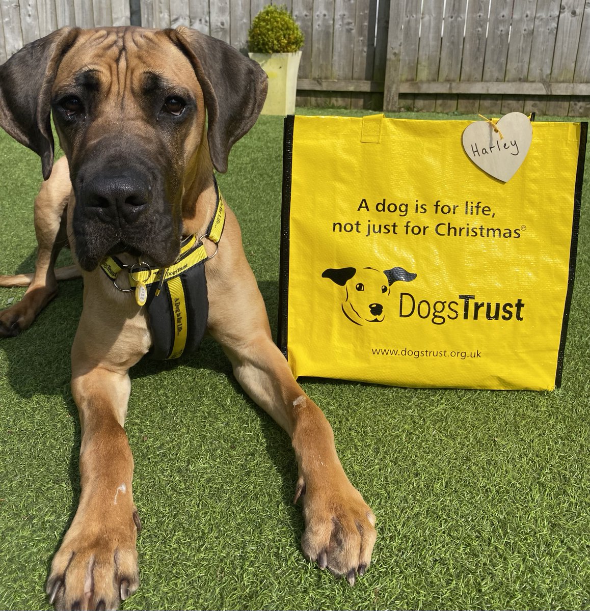 Handsome Harley 🐶 was first up this weekend to pack his big yellow bag 💛 and wave goodbye to all his friends at the centre 👋 as he headed off to his forever home 🏡 with his new paw-rents! 🐾 @DogsTrust #BigYellowBagDay #AdoptDontShop #ADogIsForLife