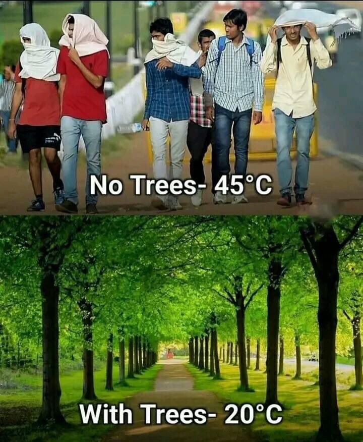 Khud hé dehk lain aap trees 🌲 🌳 kitne zaroori hain