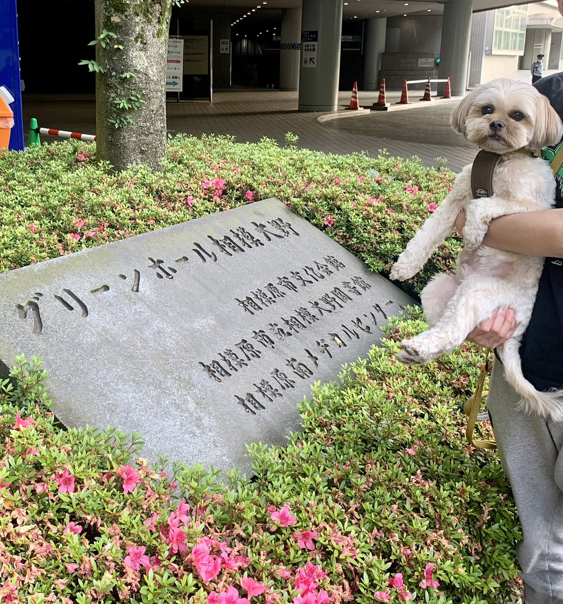 akadashipro's tweet photo. せっかく相模大野に降り立ったので、弟夫婦のお宅訪問し相模女子まで🐶と散歩。まさか自分の縄張りでLUNA SEAのライブが開催されるとは犬としても驚くべき事態だろう。
#LUNASEA #ERATOERA #EPSODE1 https://t.co/LYPFJPDyBw