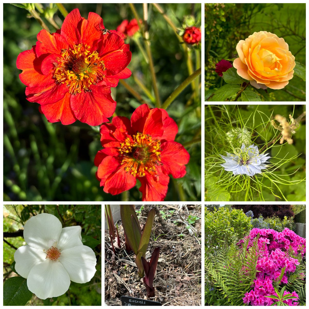 #sixonsaturday 25-05-24 : geum, 2 roses, azalea, nigella and eucomis. Here is the program ! fredgardenerblog2.wordpress.com/2024/05/25/six…