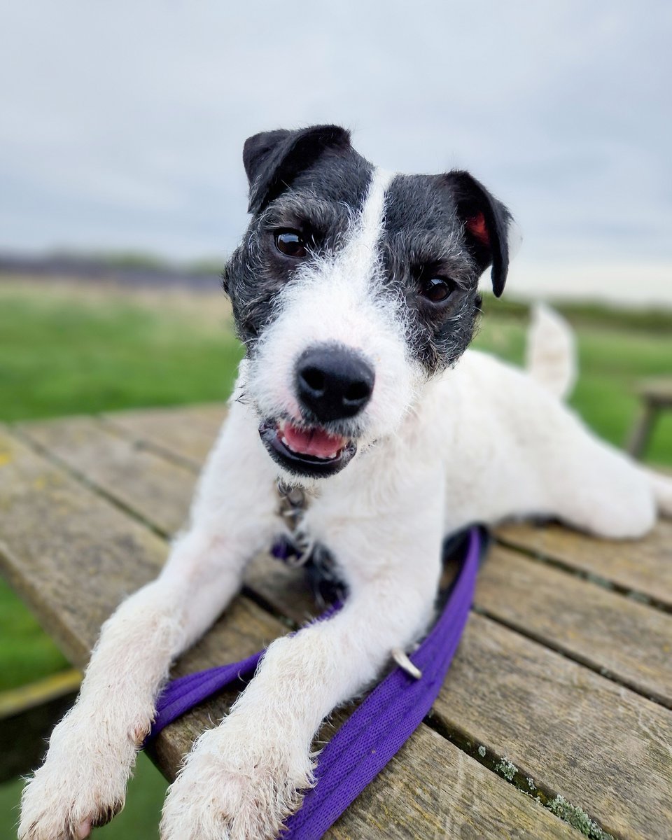 Hettie hopes you have a great weekend. 🥰 Why not pop into our centre for a chat if you're interested in adopting. 💡 We're open 12-4 Saturday and Sunday. 😁 #RescueDog #AdoptDontShop #ParsonRussell #Terrier #WeekendPlans #Leeds @DogsTrust