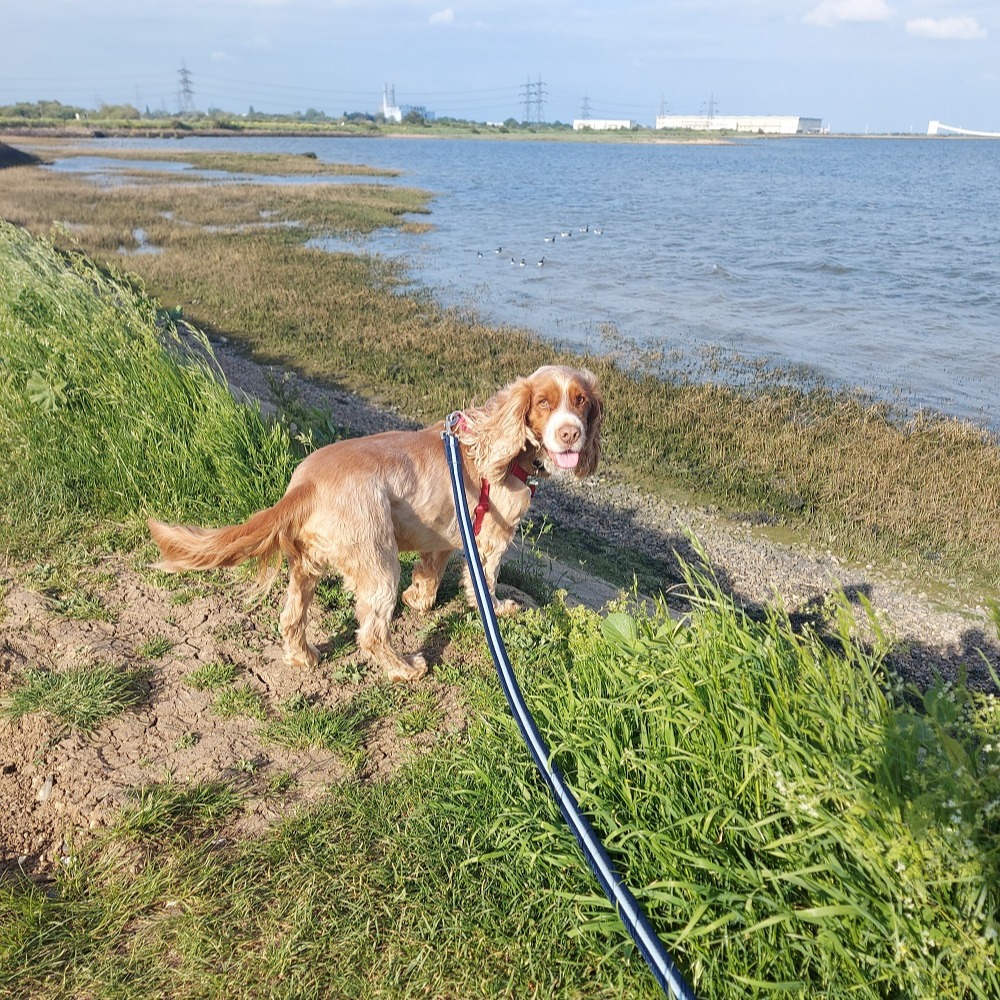 Buddy from @DT_Canterbury recently found his forever home and it's an unusual one - he's now living on a houseboat! He has settled in well & loves going down to the river & having a little swim. His owners can't remember what life was like before he became part of the family 💛