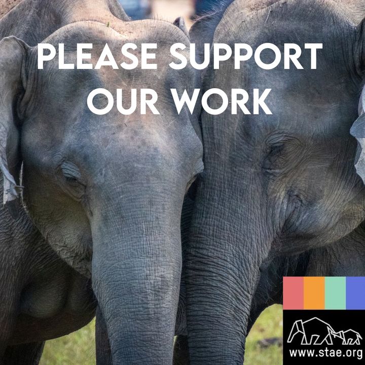Please support STAE’s work as we fight daily to implement new law we gained with your help against animal exploitation in tourism. We rely on your help to continue working and all donations are hugely appreciated: stae.org/donate/
