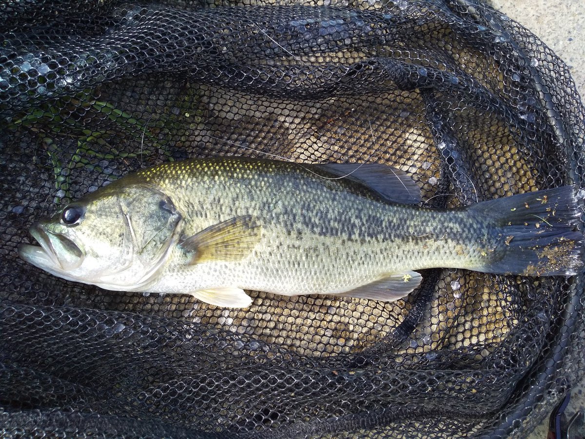 先日の釣果シリーズ
In五三川
30センチ後半かな(笑)