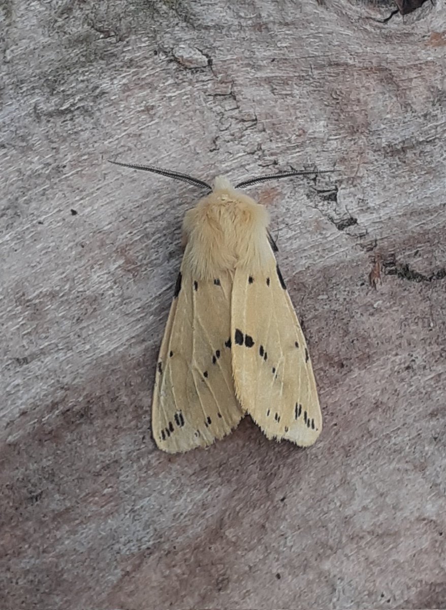 Cold and clear here with 6-7C overnight, but a little cloud as darkness fell probably tempted a few moths in (10 of 10). Buff Ermine and Marbled Minor agg nfy.