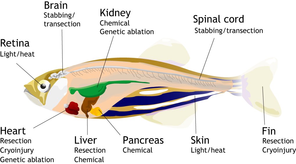 ZebrafishRock's tweet image. Masters of regeneration? #Zebrafish are capable of regenerating their fins, spinal cord, pancreas, skin, retina, heart, liver, brain, tendons, hair cells, &amp;amp; kidney. For more info on this amazing species, read this primer on regeneration: journals.biologists.com/dev/article/14… #ZebrafishFunFacts