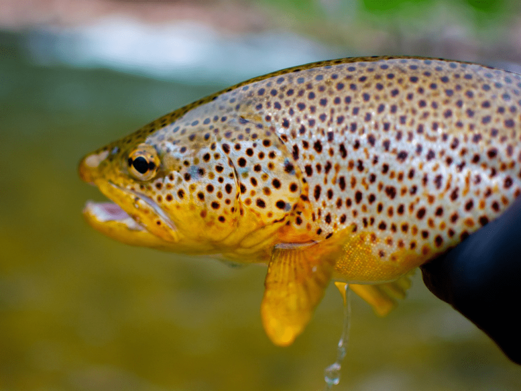 When @SE_Rivers_Trust set out to return trout to the River Wandle, they were optimistic - EA assessments showed water quality in the chalk stream was high. So, when none of the fish survived they investigated, & the cause soon became clear: road runoff🧵 southeastriverstrust.org/banging-the-dr…