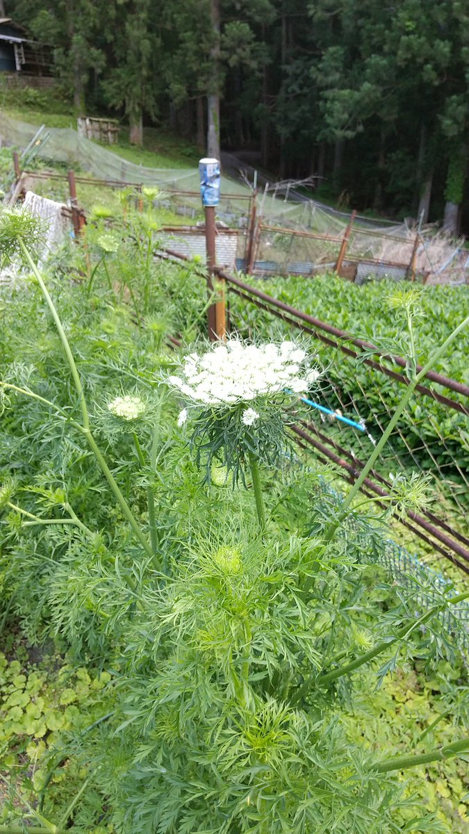 araya106's tweet photo. ニンジン ついに花が咲いた https://t.co/yqYQeUQsTU