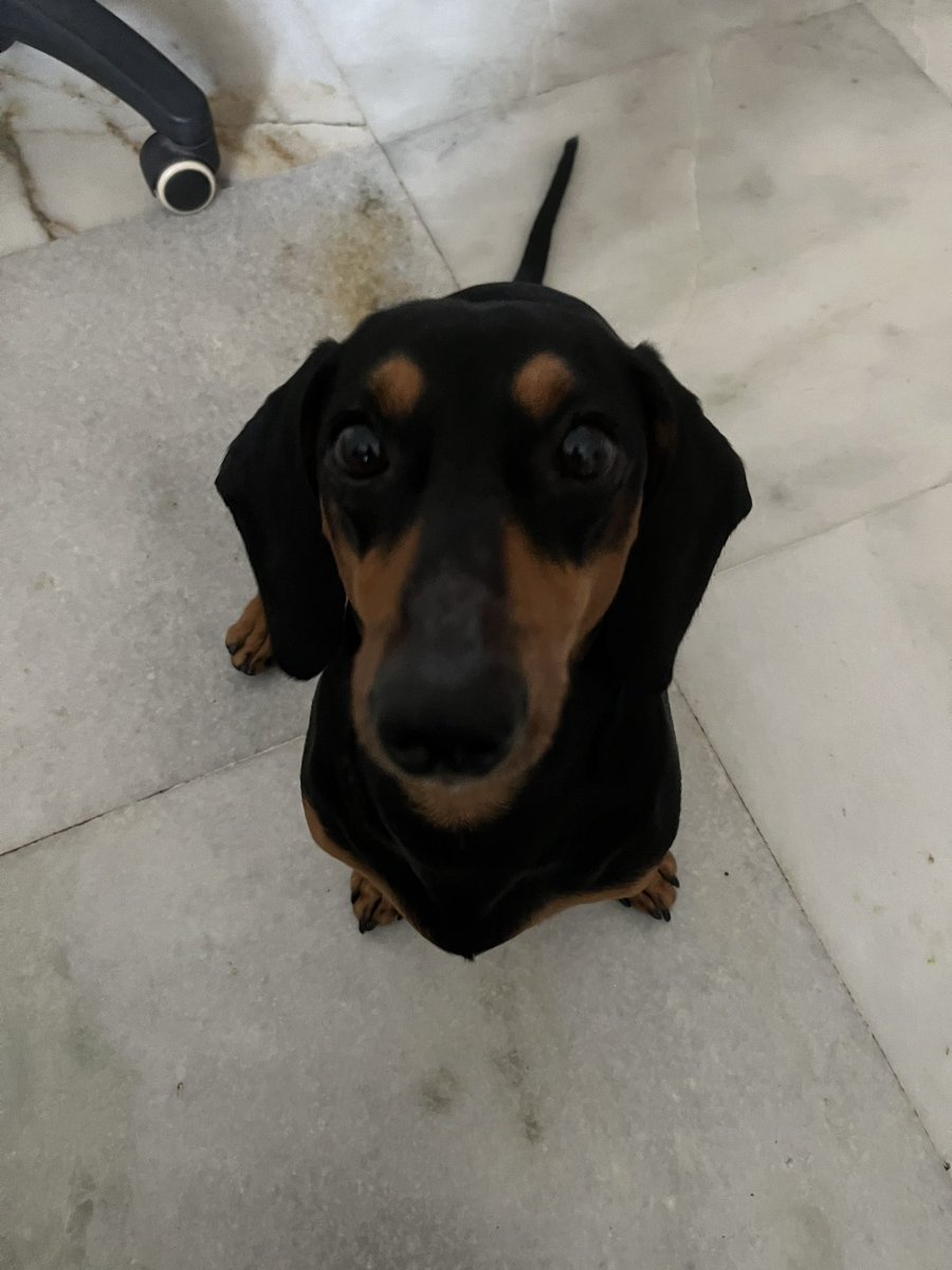 LuckysLife3's tweet photo. Furrends my hoo-man is not giving me my cheese 🧀 🐶🥺

#dog #dachshund #puppy #babypup #dogsoftwitter #dogblogger https://t.co/4wVHotyqE6