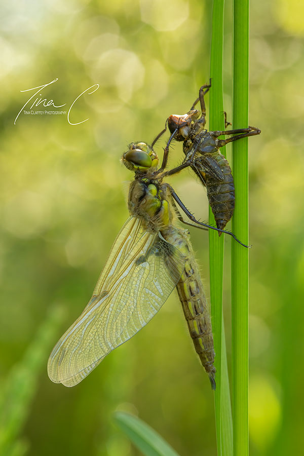 TinaClaffey's tweet photo. A magical moment in the bog 💕 a beautiful Four Spot Chaser dragonfly emerged from its exuvia. Metamorphosis from its watery world to become King of the skies. Its fresh new wings magnificent @PeatlandConserv @PeatlandHub @Irishwildlife @peatlandsLIFEIP @Britnatureguide https://t.co/5VwSYEuyLE