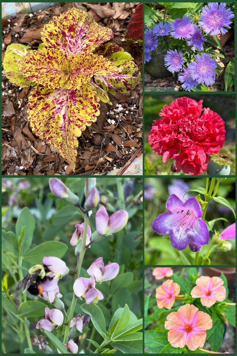 #SixOnSaturday this week is #Coleus, #Asters, #Poppies, #Penstemon, Mirabilis jalapa and Baptisia with a #bee 🐝 this is Memorial Day weekend with lots of gardening planned please visit, read and enjoy the other entries on the SOS hashtag. #Flowers #Gardening #FlowerPhotography