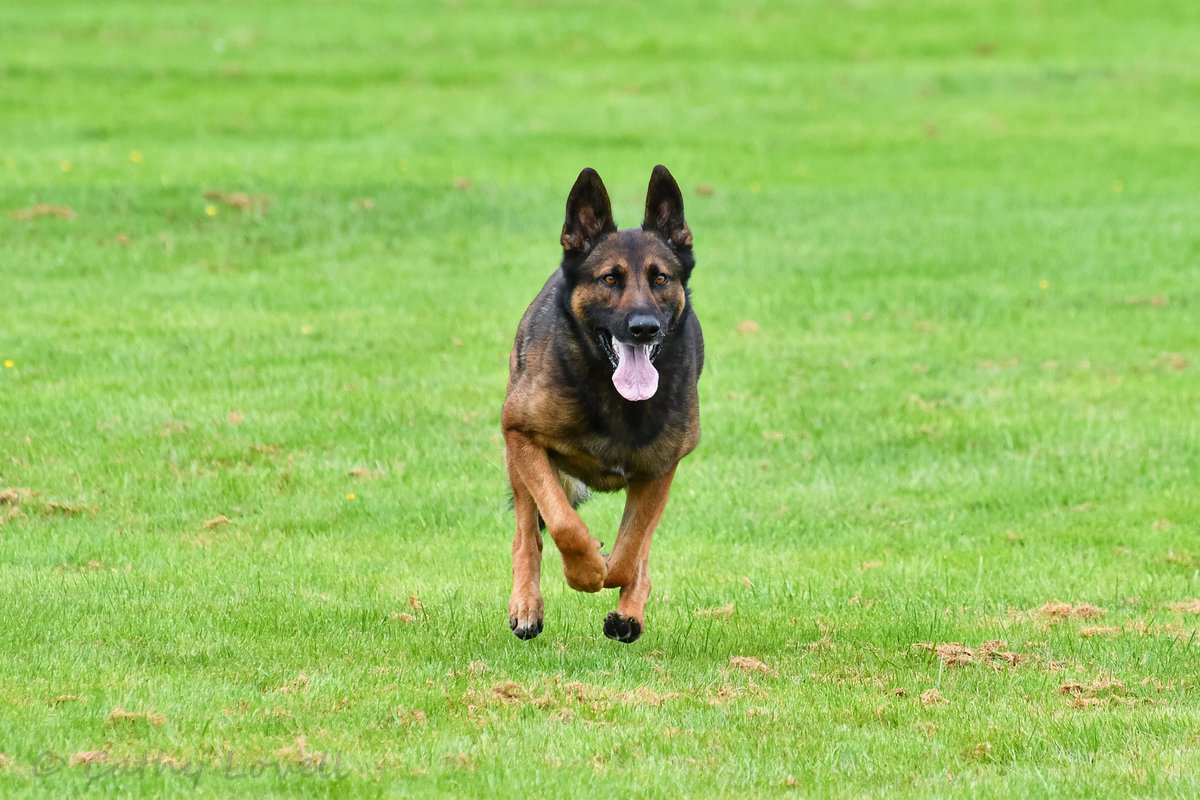 PC Oxnard and PD Rebel representing @MetTaskforce at the National Police Dog Trials @PoliceDogTrials on Thursday