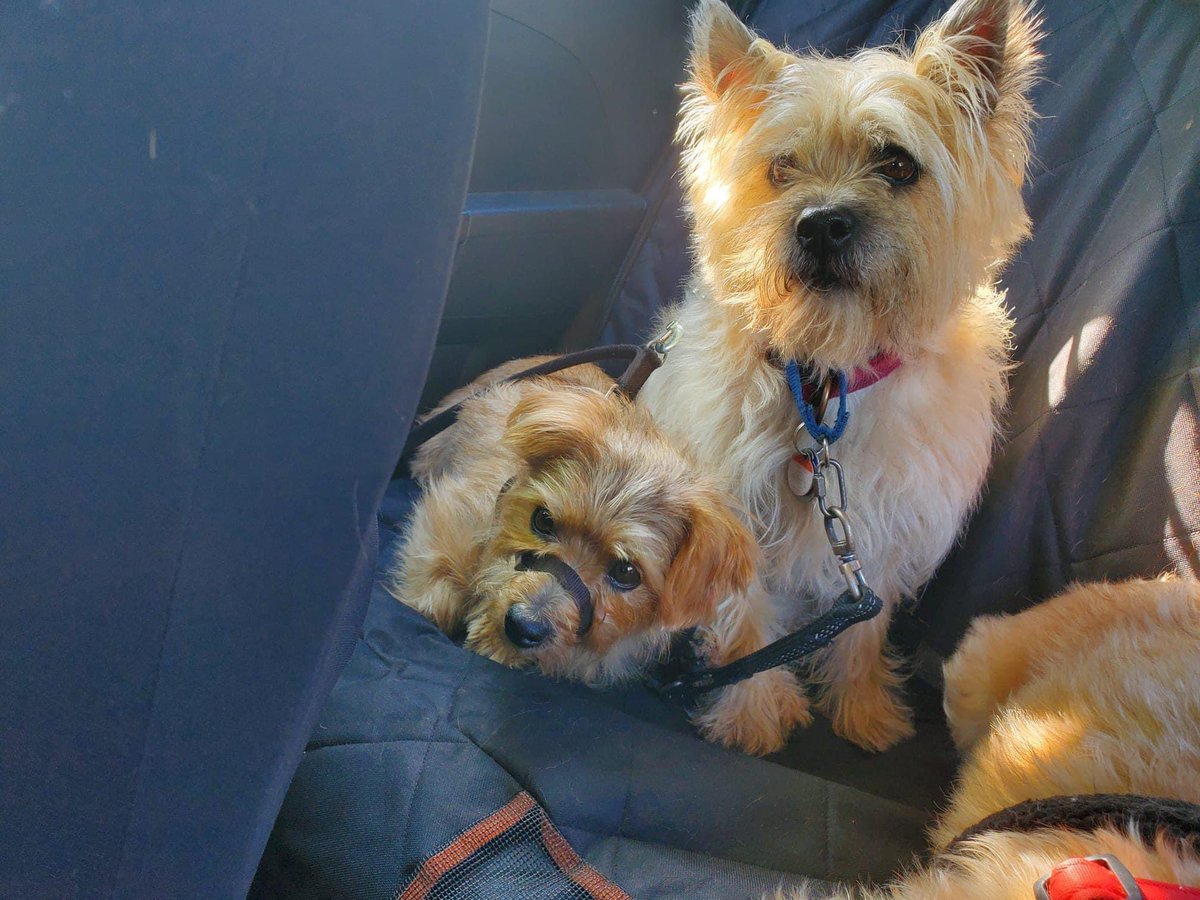 Me an me fwen Jax, on our way wif #StratfordDogWalkers to do some serious zombie hunting! #ZSHQ #TheRuffRiderz #NorfolkTerrier #CairnsTerrier. Hi to me fwens in #BTPosse