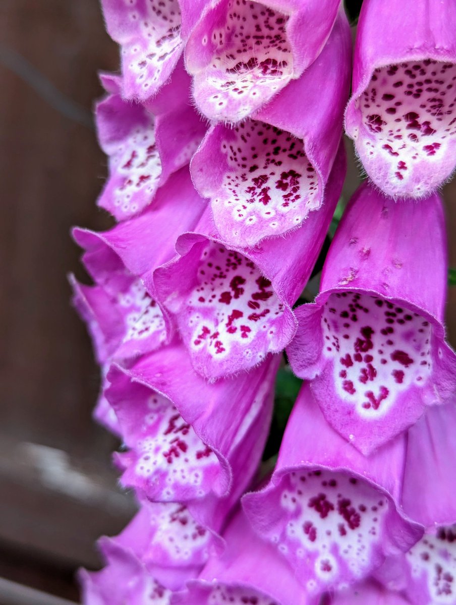 freckledesigner's tweet image. 