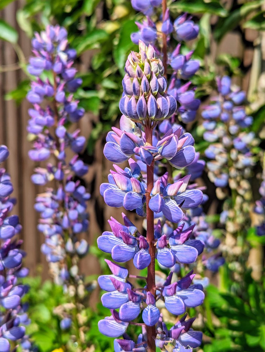 freckledesigner's tweet image. 