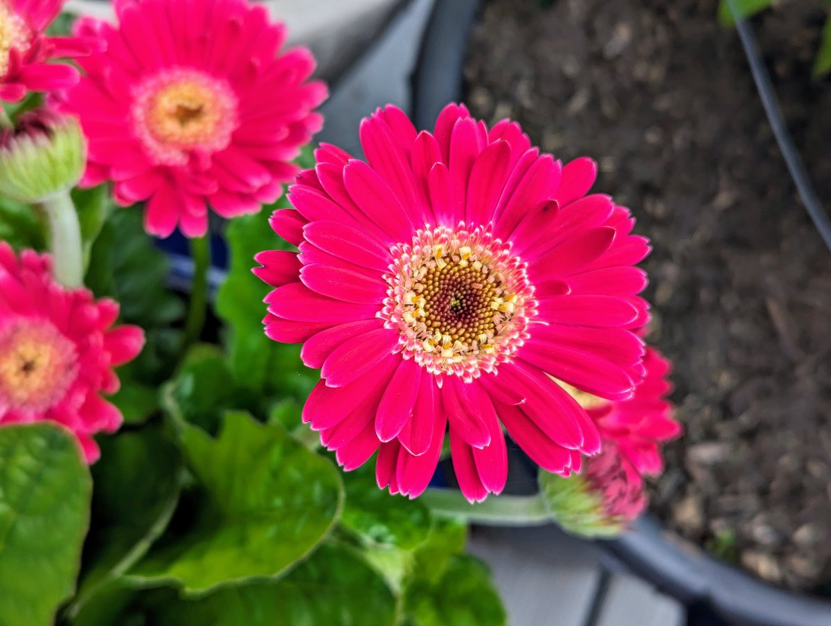 freckledesigner's tweet image. 