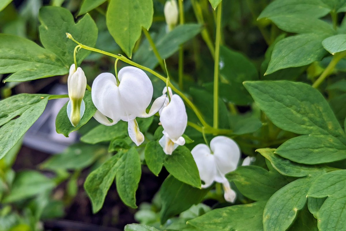 freckledesigner's tweet image. 