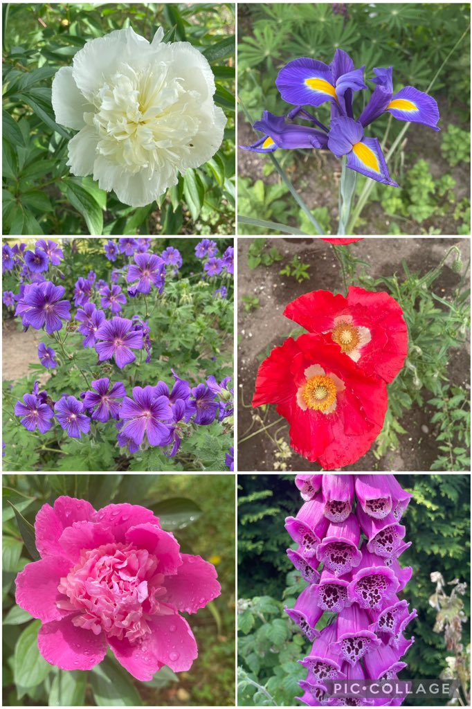 Love when peonies turn up for #SixOnSaturday plus a Dutch iris, geraniums, poppies and lots of self-seeded foxgloves