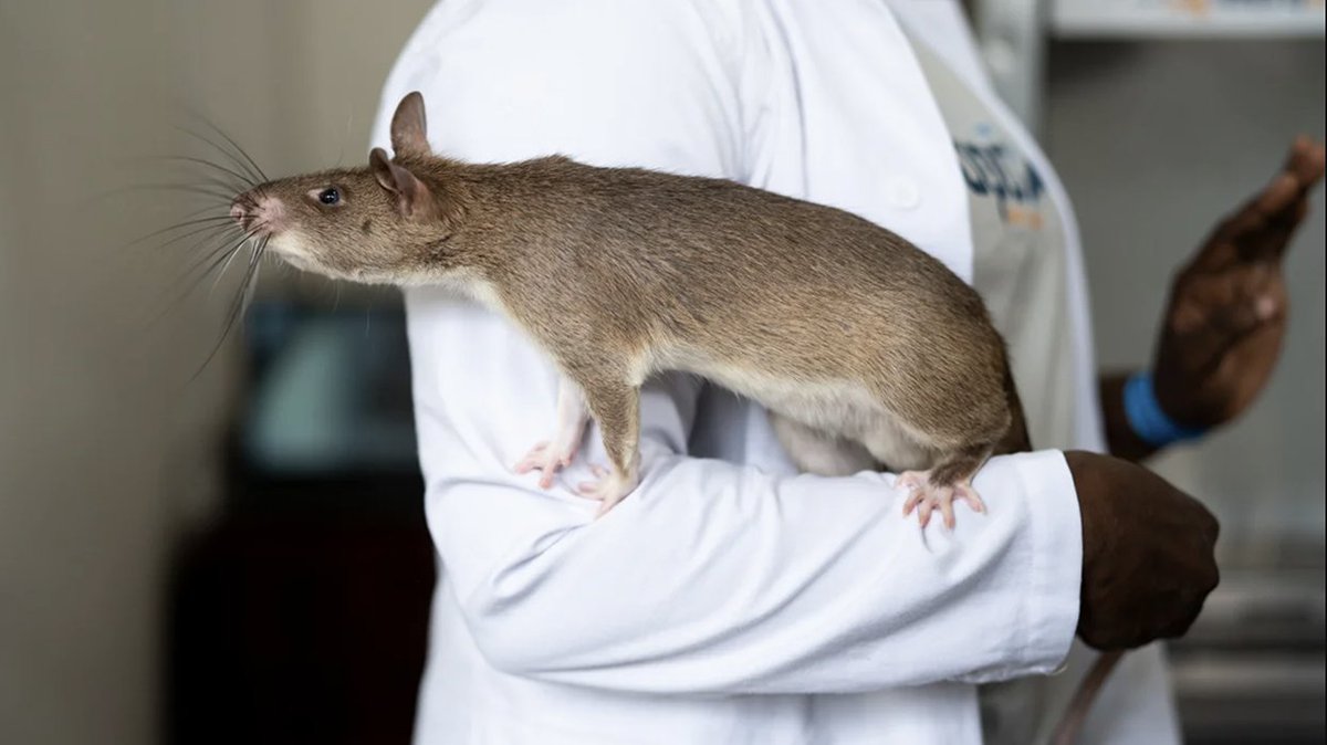 Did you know that APOPO’s #HeroRATs have screened almost a million sputum samples for #tuberculosis? 🎖️ They've helped us find TB patients that were undiagnosed by health clinics, preventing over 360,000 new infections. 🙌🏼 #APOPO #TBDetection #StopTB #LifeSavers