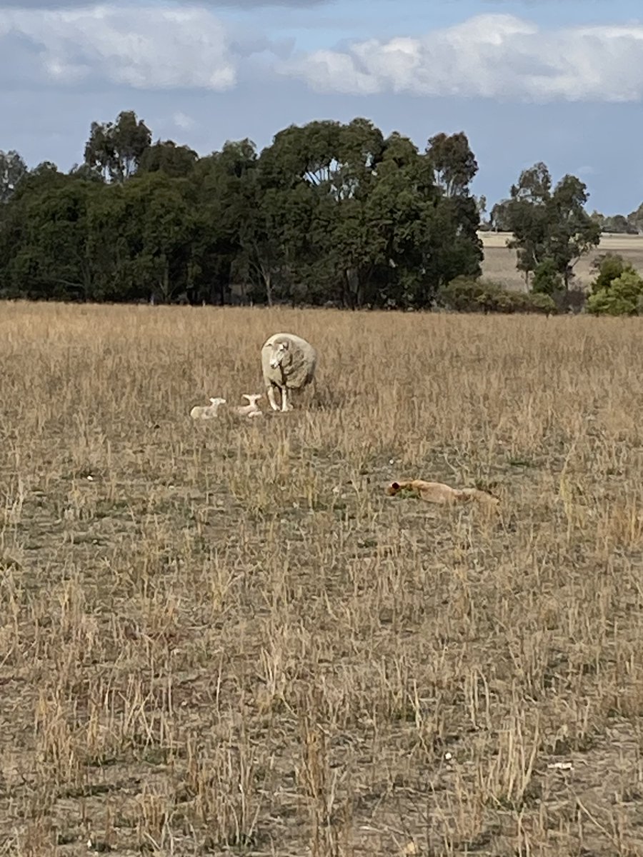 No more little takeaway snacks for you Mr Fox ..........
