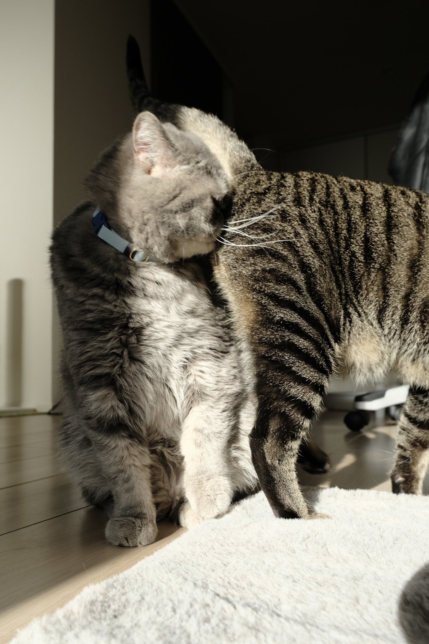 吾輩は猫ニートである。 (@waganeko001) / X 吾輩は猫ニートである。 (@waganeko001) / X