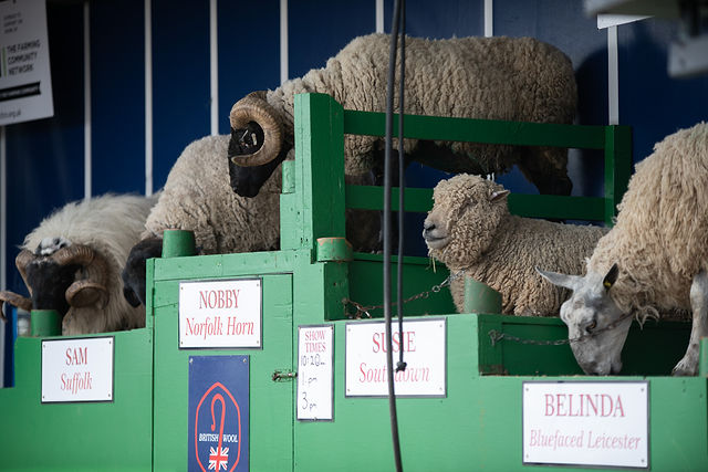 Did EWE see The Sheep Show? 🐑 👀 

They did not disappoint an enthusiastic crowd. They sure know how to RAMp it up❗ 

What did you make of the infamous dancing sheep? Let us know in the comments! 😀 

#NCS2024