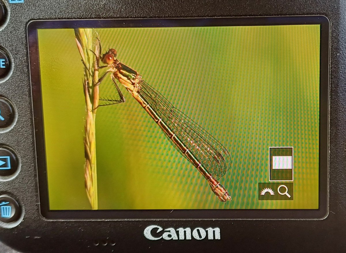Excellent early morning session @KentWildlife Oare Marshes where I found 5 DAINTY DAMSELFLY (1 male) and a few probably emerging and 15+ Scarce Emerald Damselfly. Photos to come in due coarse. @BDSdragonflies @Britnatureguide @NatureUK @BBCSpringwatch @Migrantdragons