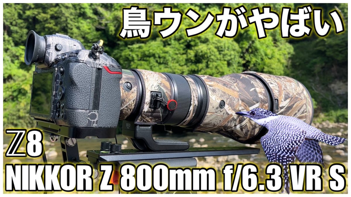 相変わらずのマイペース😄 【野鳥撮影】ヤマセミ撮影での鳥ウンがやばかった - Z8 × NIKKOR Z 800mm f/6.3 VR S - youtu.be/YsGLKH5SMHw?si… @YouTubeより