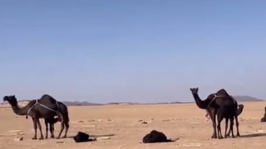 #أضواء_الوطن | مسؤول بوزارة البيئة: مخالفات عدم ترقيم الإبل تصل إلى 10 آلاف ريال
 adwaalwatan.com/3602829/