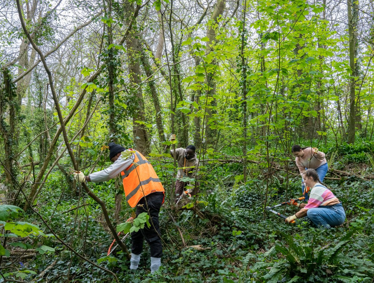 🙋 Help us protect our woods from invasive non-native species! 🌳 #Volunteer with our woodland working groups across the UK and help us care for our native woods. 👉 Get involved: bit.ly/3QpTnqT #INNSWeek