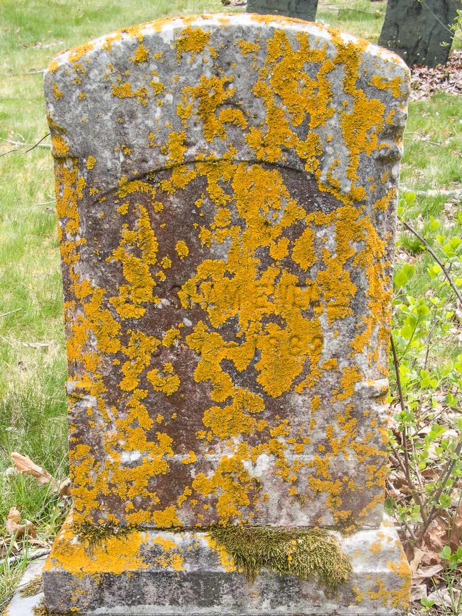 Alone, forgotten, a #lichen stippled gravestone succumbs to nature's unquenchable obsession with reclamation. Without meddling human hands, it crumbles and cracks, decaying back into the dust it once was where it will, some day, provide elements for new life. #vss365