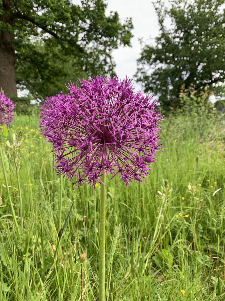 The alliums are looking wonderful @TrenthamEstate  what a glorious sight they are #Trentham #StokeonTrent #STAFFORDSHIRE #Saturday #bankholidayweekend