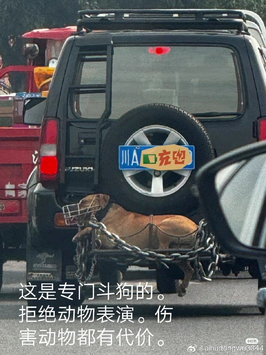 WeAreNotFood's tweet photo. Transporting a #dogfight dog in China 🇨🇳 

#animalprotectionlaw #asap https://t.co/Ixn3kkoBBj