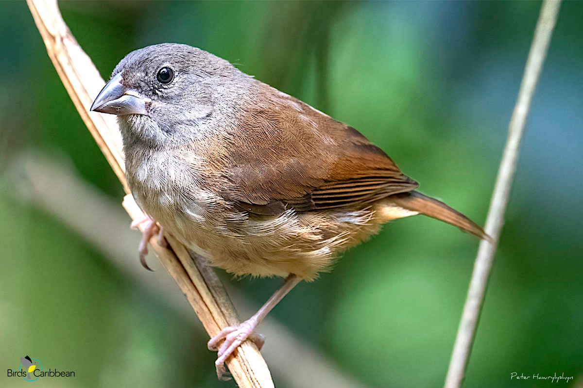 BirdsCaribbean's tweet photo. Endemic Bird of the Day, Day 151! 🦩🦉🦜 An endemic doppelgänger – the St Lucia Black Finch ! 🇱🇨
For more feathery facts, activities 🧩 and free coloring page visit: https://t.co/IgUzb1EHcF
#CEBF #FromTheNest #ProtectInsectsProtectBirds https://t.co/k5ToTx4I1y