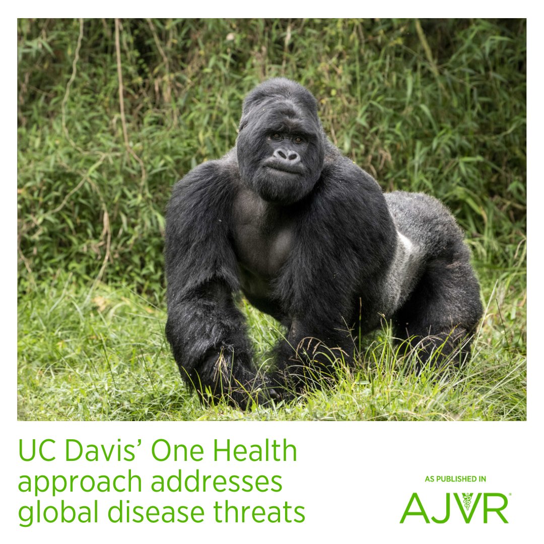 Today is Spotlight Saturday! ✨ Learn about @ucdavisvetmed's approach to addressing global disease threats: jav.ma/globaldisease 🦍