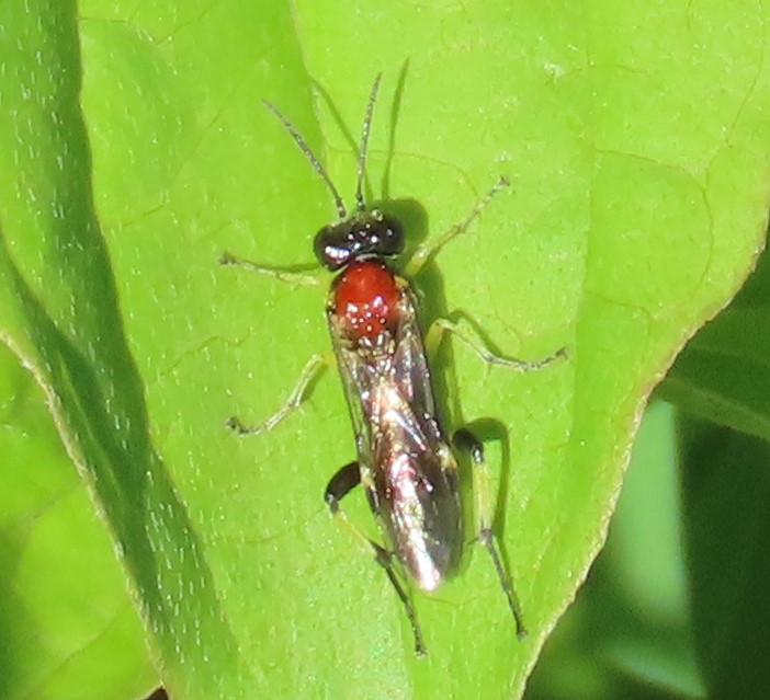 andymus1's tweet image. Exciting new British sawfly photographed this week by @angst_pp in Suffolk (reproduced here). This is Macrophya teutona; feeds on Cypress Spurge + some other Euphorbia spp. Pretty unmistakeable for a sawfly. Probably imported but known from just over the channel so possibly not?