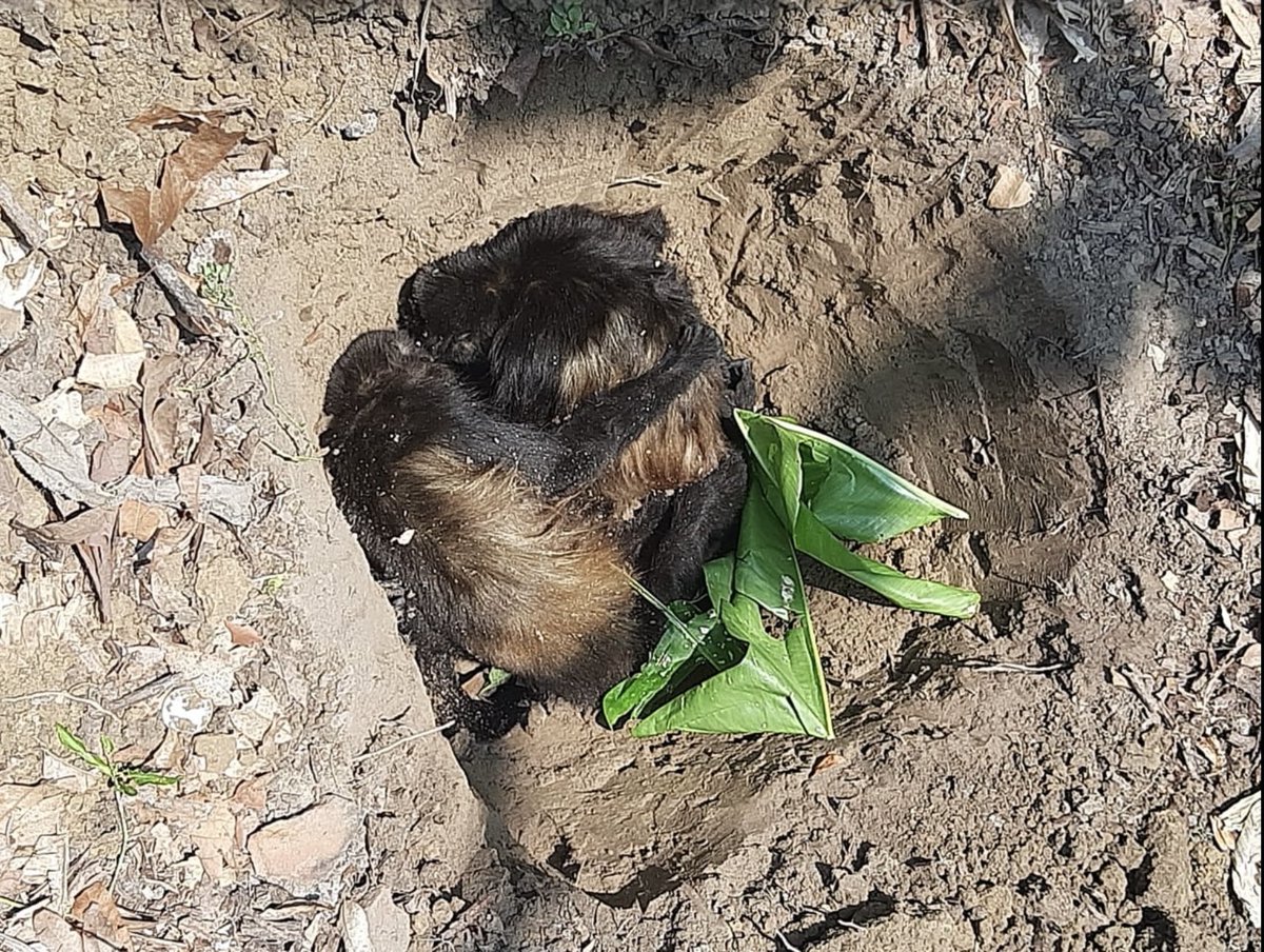 #ClimateCrisis #Mexico   

The last embrace.

Howler monkeys, who dropped dead from trees in unlivable heat, are buried in each other’s arms.

We’ve ignored decades of scientific warnings yet, amid global catastrophic consequences, we are still digging our own graves.